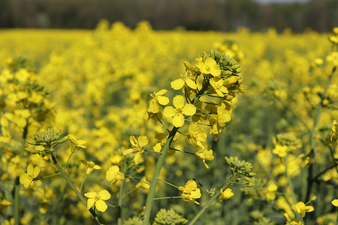 Rapeseed plants growing in Oilseed Rape field