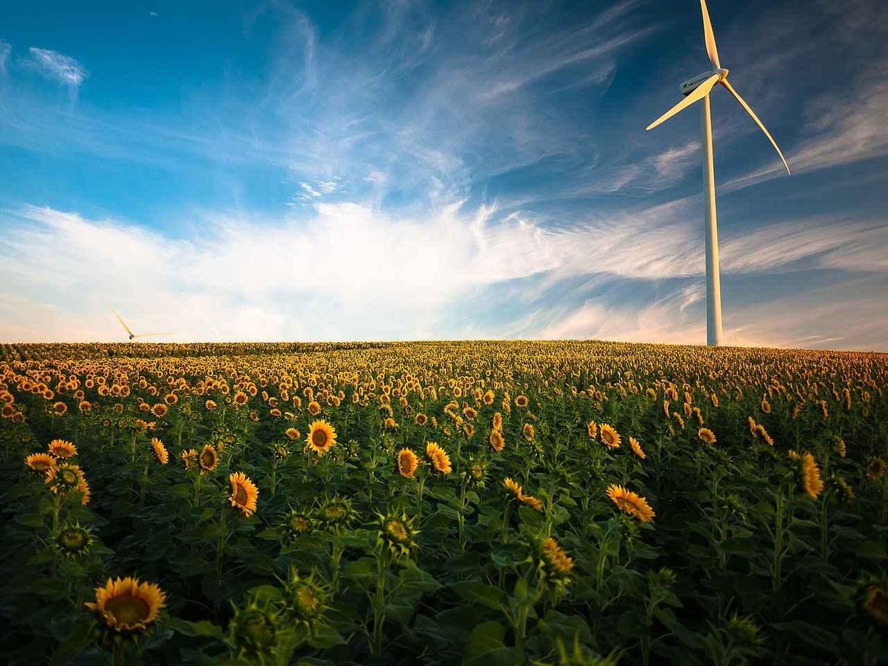 Renewable windpower and sunflower crops