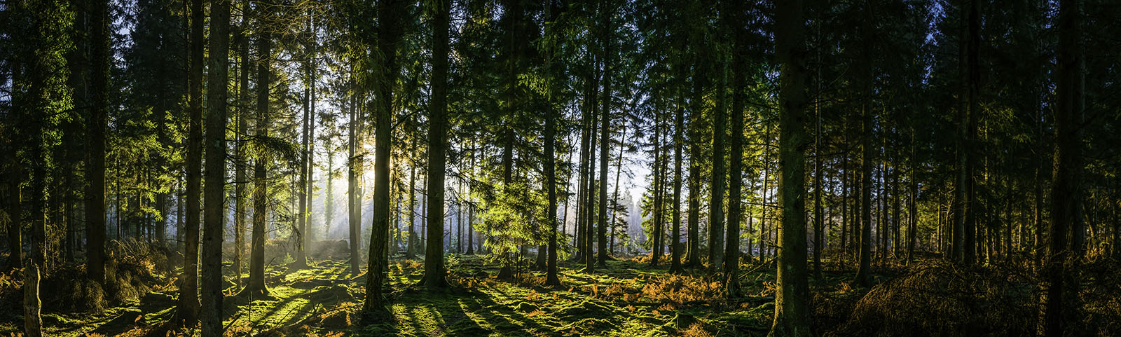 Sunlight shining through coniferous forest